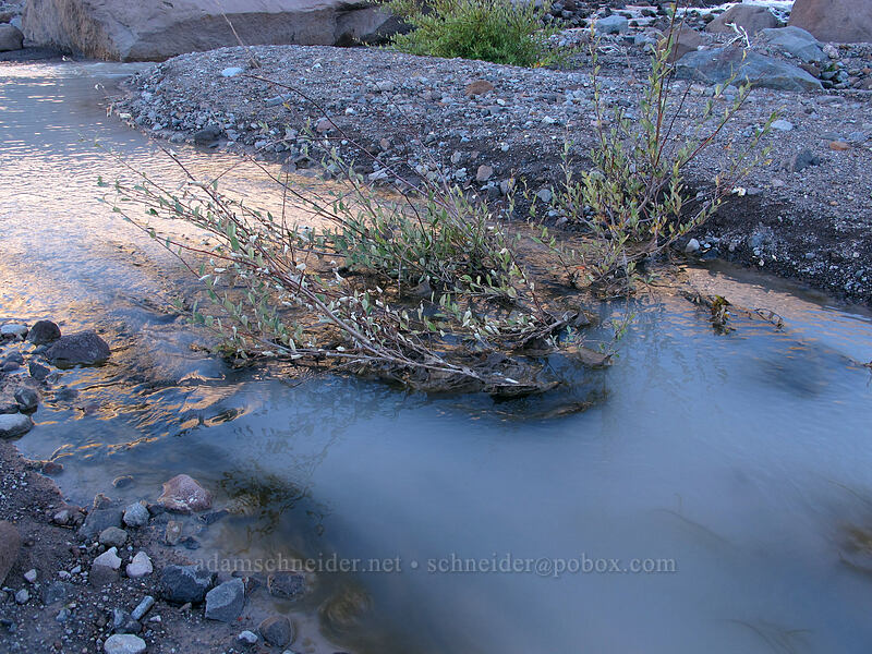 silty water [Timberline Trail, Mt. Hood Wilderness, Hood River County, Oregon]