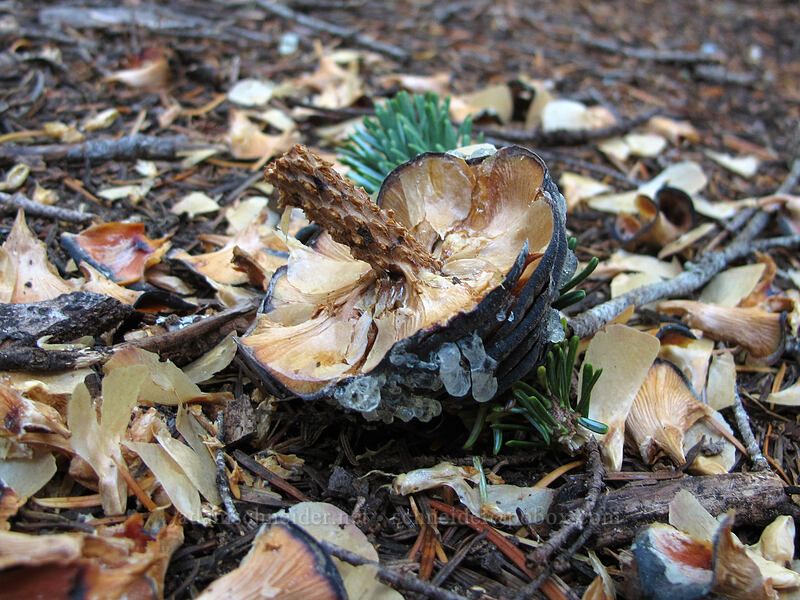 fir cone, picked apart by squirrels (Abies sp.) [Surprise Creek Trail, Alpine Lakes Wilderness, King County, Washington]