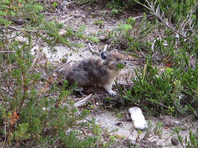 pika with a mouthful (Ochotona princeps fenisex) [Pacific Crest Trail, Alpine Lakes Wilderness, King County, Washington]