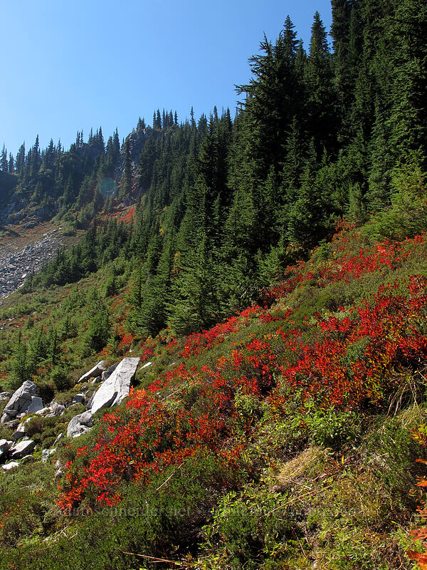 red huckleberry leaves (Vaccinium sp.) [Pacific Crest Trail, Alpine Lakes Wilderness, King County, Washington]