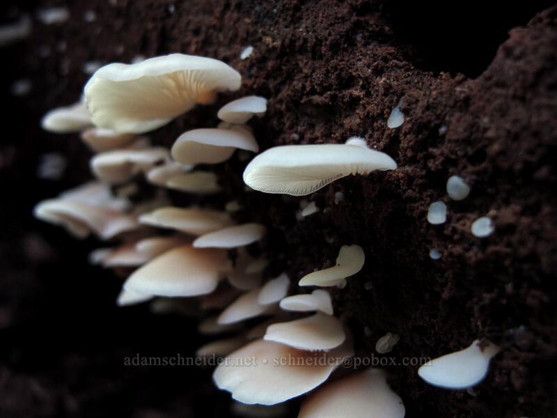 white fungus [Index Town Wall, Index, Snohomish County, Washington]