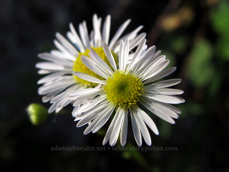 white asters [Index Town Wall, Index, Snohomish County, Washington]