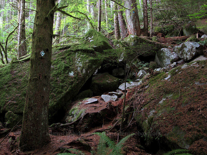 the trail [Index Town Wall, Index, Snohomish County, Washington]