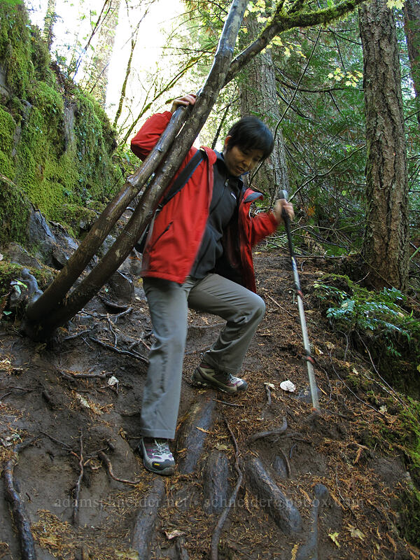 trail to the bottom of the falls [Panther Creek Falls, Gifford Pinchot National Forest, Skamania County, Washington]