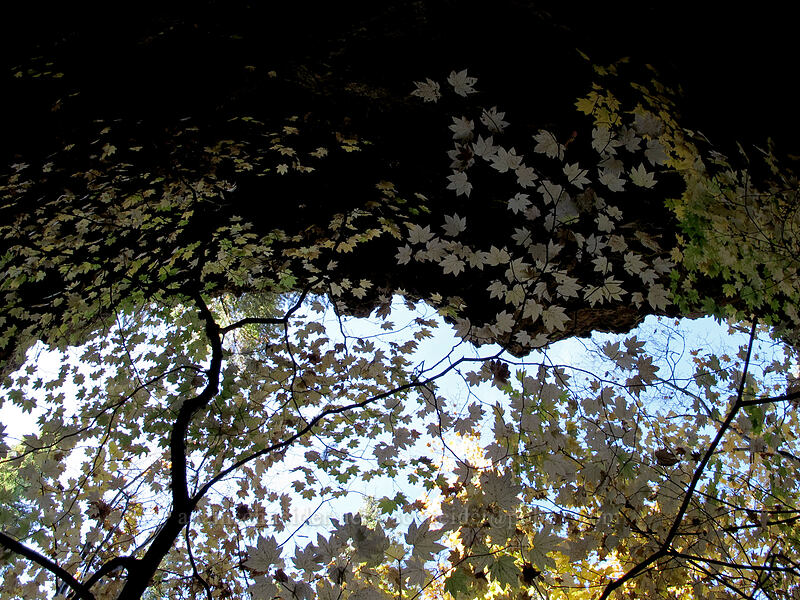 vine maple leaves (Acer circinatum) [Falls Creek Cave, Gifford Pinchot National Forest, Skamania County, Washington]