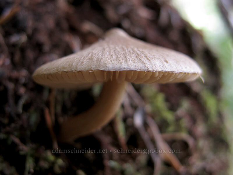 mushroom [Pacific Crest Trail, Mt. Hood National Forest, Clackamas County, Oregon]