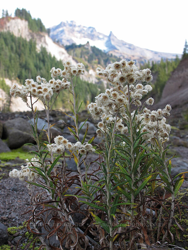 pearly everlasting (Anaphalis margaritacea) [Pacific Crest Trail, Mt. Hood Wilderness, Clackamas County, Oregon]