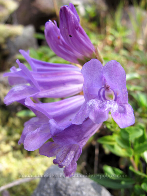 Cardwell's penstemon (Penstemon cardwellii) [Pacific Crest Trail, Mt. Hood Wilderness, Clackamas County, Oregon]