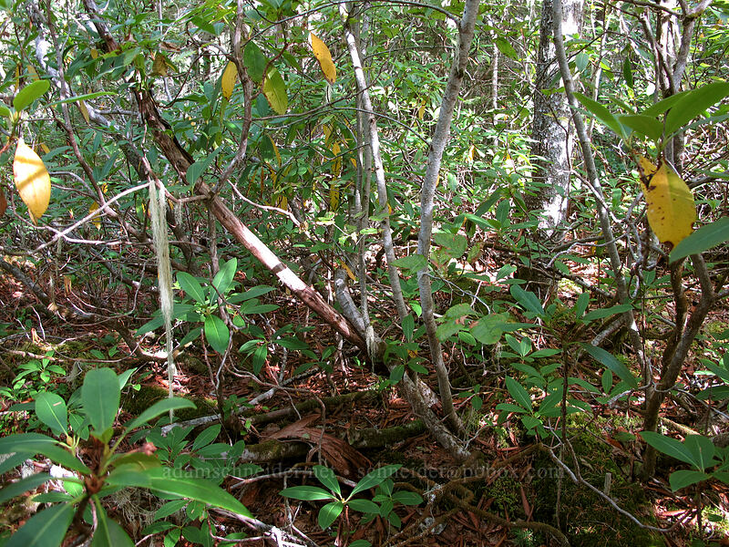 rhododendron jungle [Sandy River Valley, Mt. Hood Wilderness, Clackamas County, Oregon]