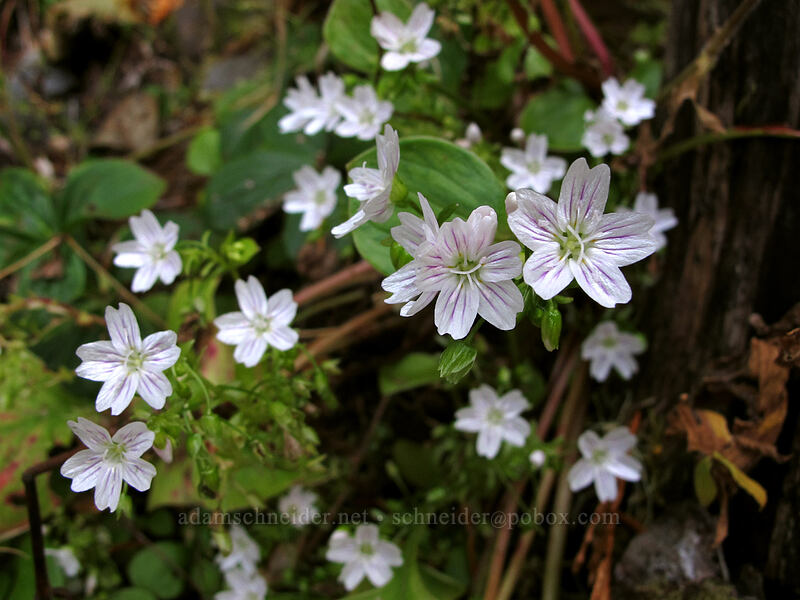 candyflower (Claytonia sibirica) [Pacific Crest Trail, Mt. Hood Wilderness, Clackamas County, Oregon]