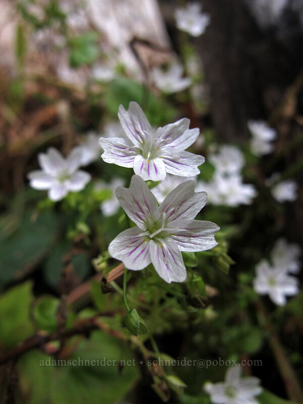 candyflower (Claytonia sibirica) [Pacific Crest Trail, Mt. Hood Wilderness, Clackamas County, Oregon]