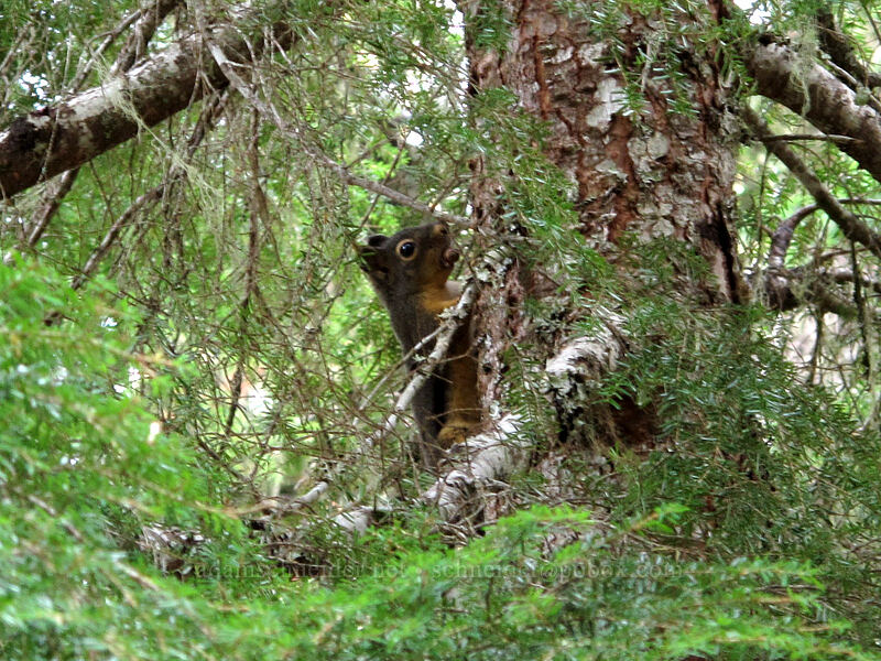 Douglas squirrel (Tamiasciurus douglasii) [Pacific Crest Trail, Mt. Hood Wilderness, Clackamas County, Oregon]