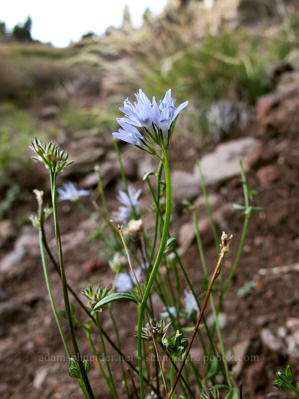 blue-headed gilia (Gilia capitata) [Bald Mountain, Mt. Hood Wilderness, Clackamas County, Oregon]