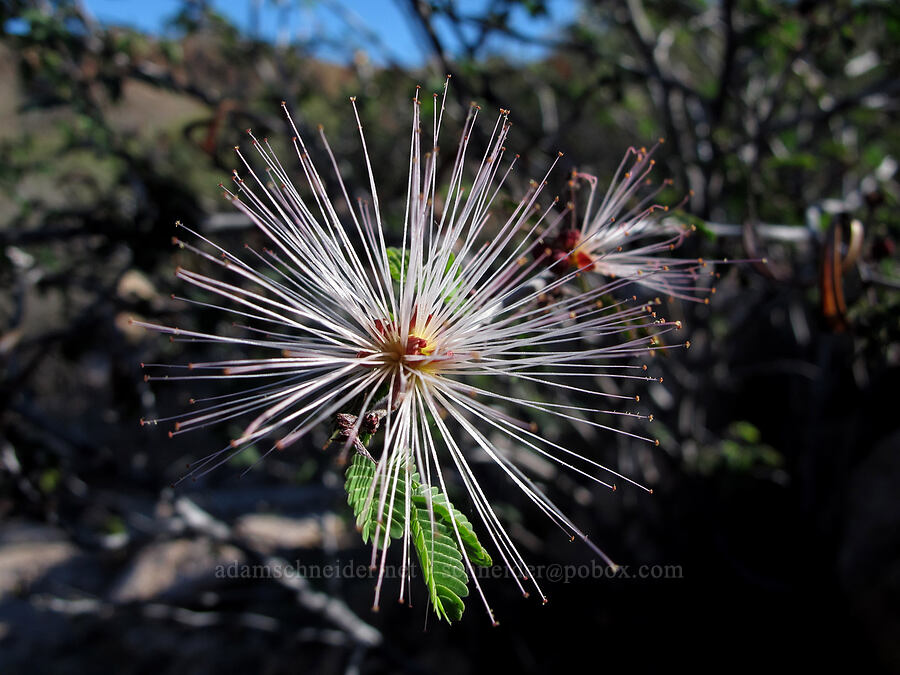 fairy duster (Calliandra eriophylla) [Boulder Canyon Trail, Tonto National Forest, Maricopa County, Arizona]