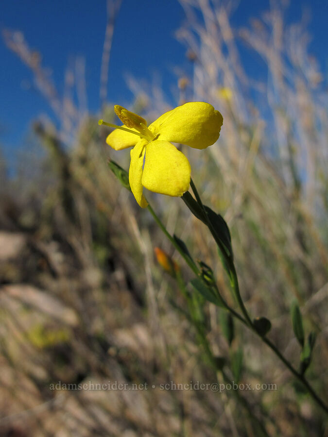rough menodora (broom twinberry) (Menodora scabra (Menodora scoparia)) [Boulder Canyon Trail, Tonto National Forest, Maricopa County, Arizona]