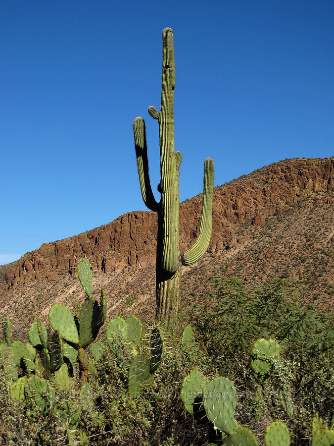 saguaro & prickly pears (Carnegiea gigantea, Opuntia sp.) [Boulder Canyon Trail, Tonto National Forest, Maricopa County, Arizona]