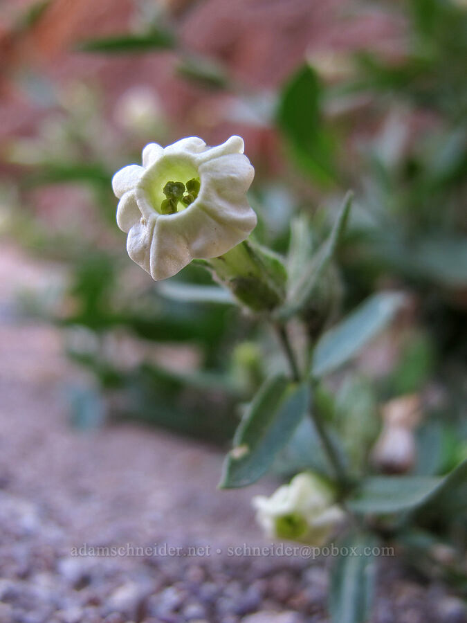 desert tobacco (Nicotiana obtusifolia) [Lower La Barge Canyon, Superstition Wilderness, Maricopa County, Arizona]