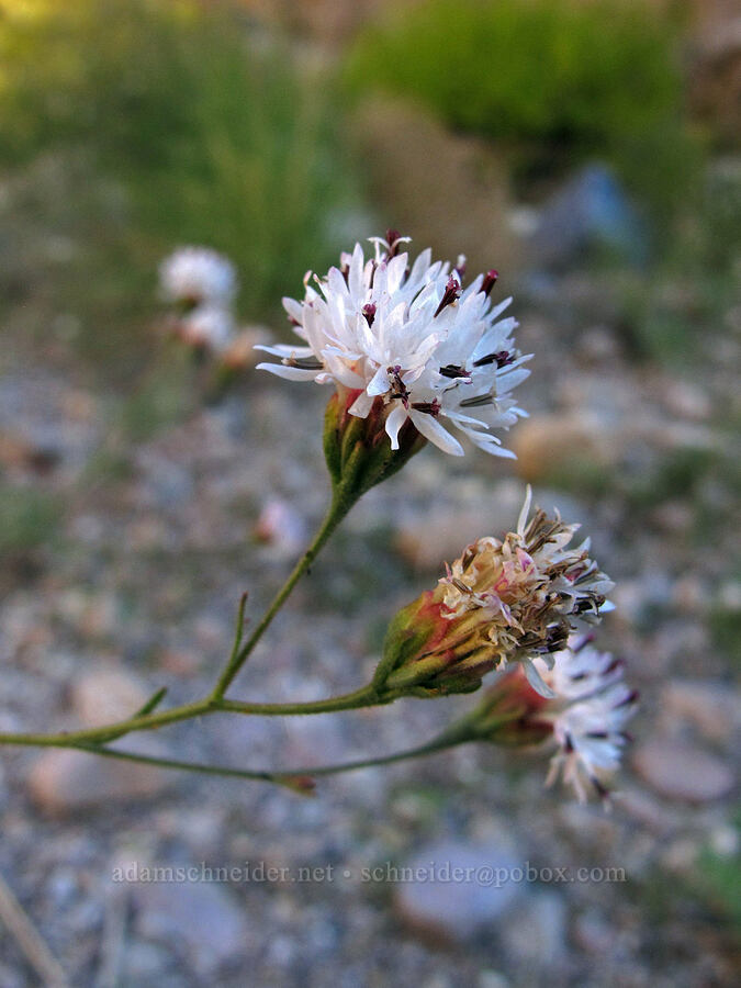 Wright's thimble-head (Hymenothrix wrightii) [Lower La Barge Canyon, Superstition Wilderness, Maricopa County, Arizona]
