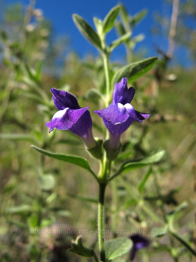 Mexican skullcap (Scutellaria potosina) [Lower La Barge Canyon, Superstition Wilderness, Maricopa County, Arizona]