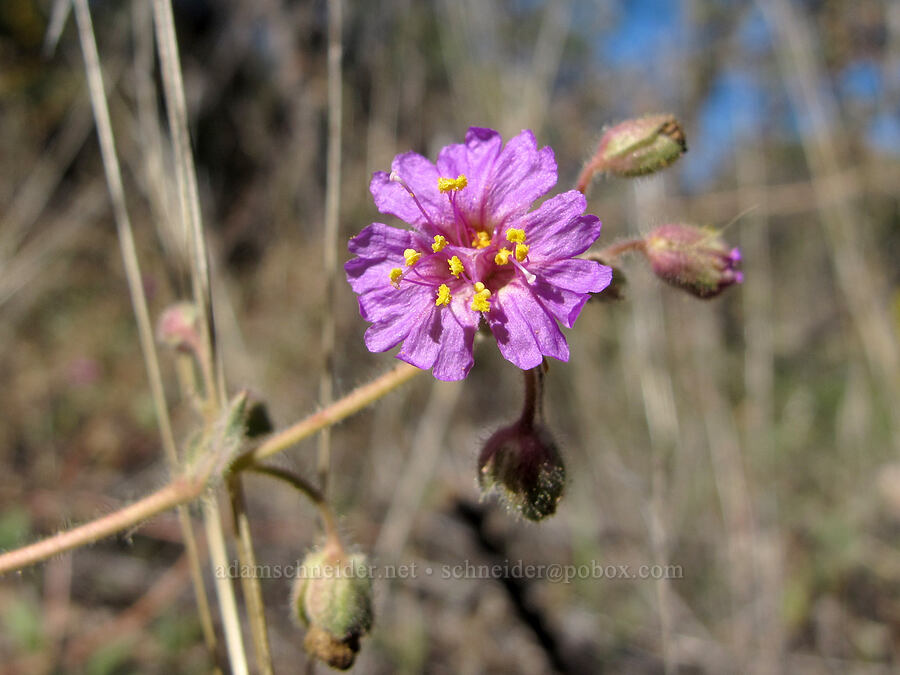 trailing windmills (Allionia incarnata) [Lower Boulder Canyon, Superstition Wilderness, Maricopa County, Arizona]