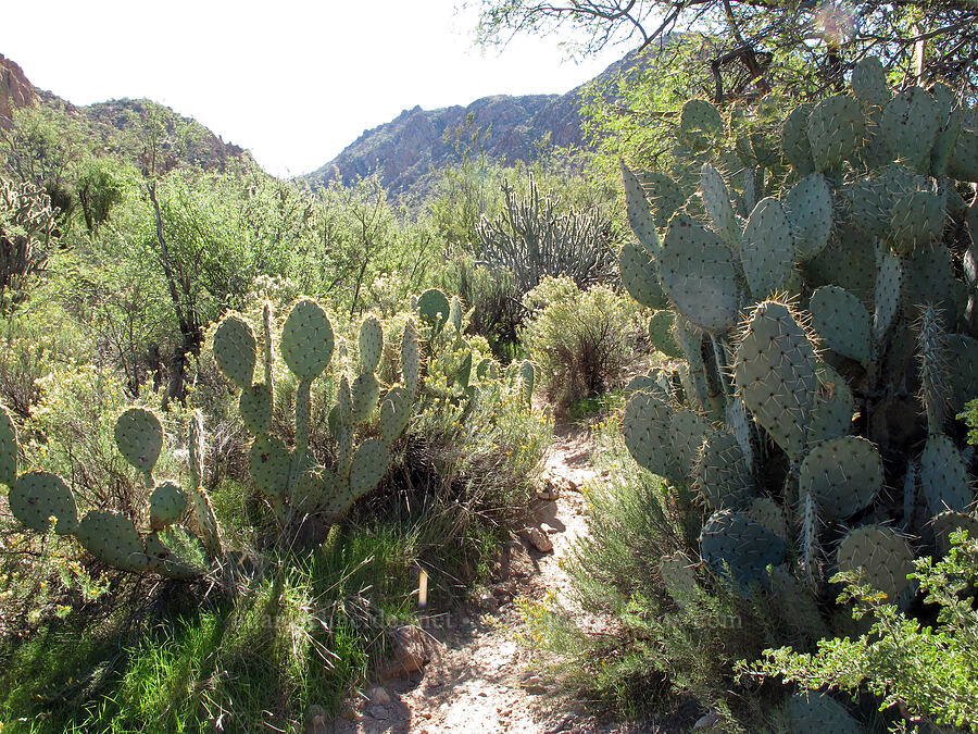 prickly pears along the trail (Opuntia engelmannii) [Boulder Canyon Trail, Superstition Wilderness, Maricopa County, Arizona]