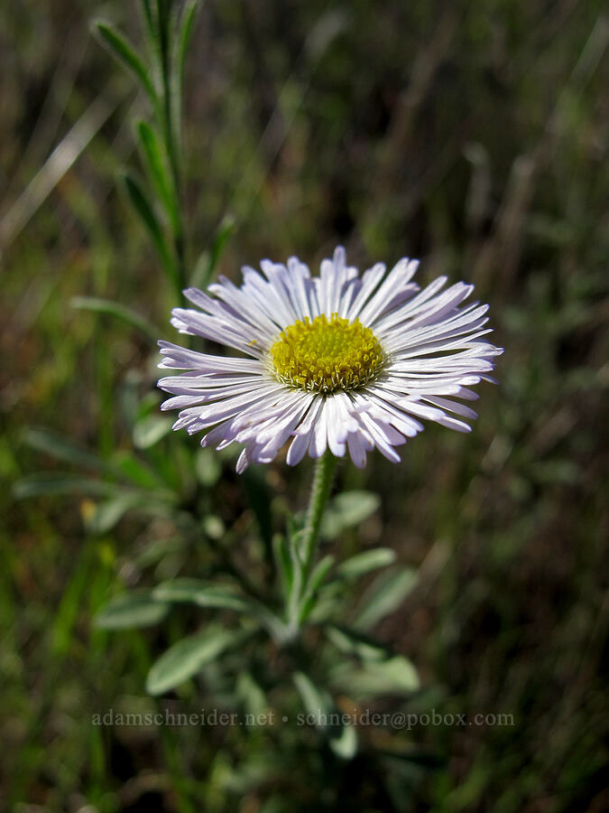 spreading fleabane (Erigeron divergens) [Boulder Canyon Trail, Superstition Wilderness, Maricopa County, Arizona]