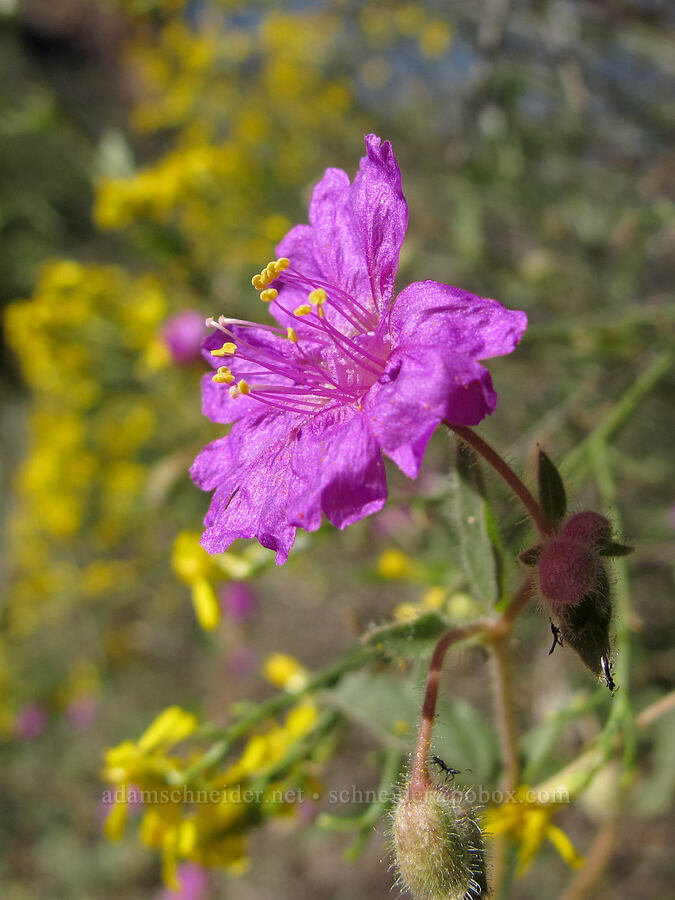 trailing windmills (Allionia incarnata) [Boulder Canyon Trail, Superstition Wilderness, Maricopa County, Arizona]