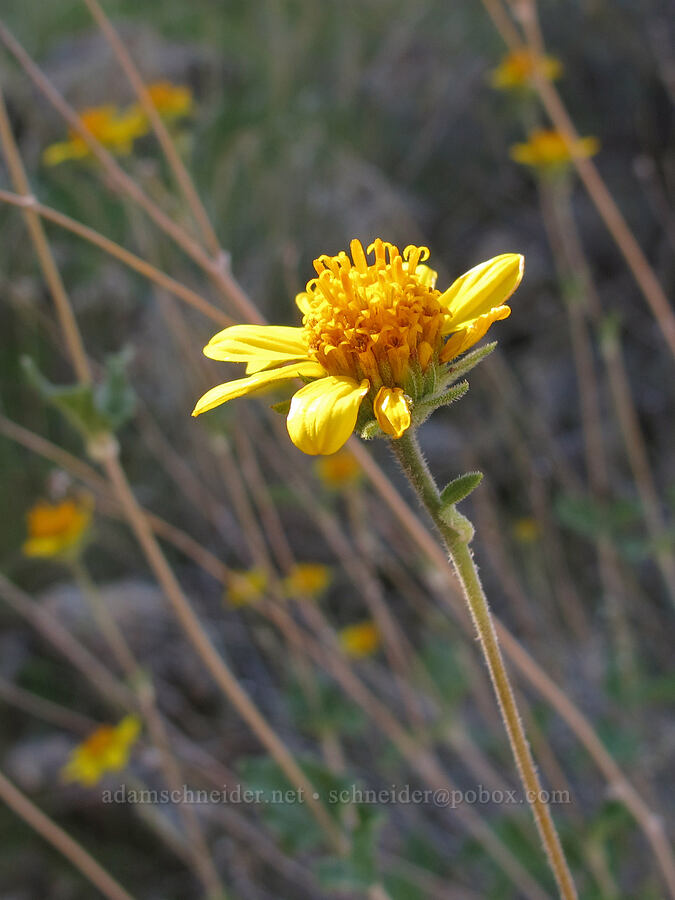 shrubby golden-eye (Bahiopsis parishii) [Boulder-La Barge saddle, Superstition Wilderness, Maricopa County, Arizona]