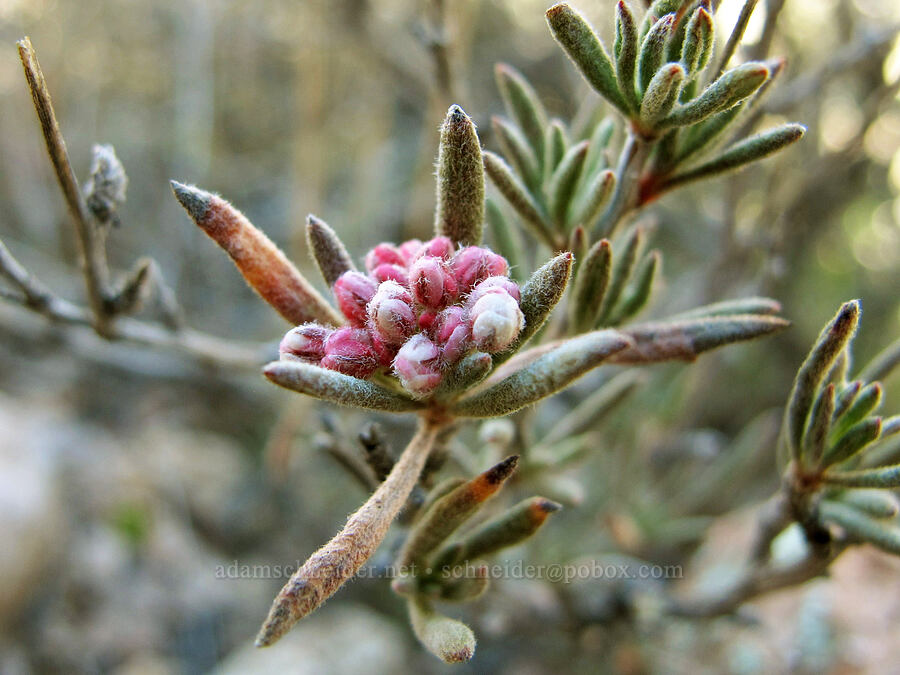 California buckwheat (Eriogonum fasciculatum) [Boulder-La Barge saddle, Superstition Wilderness, Maricopa County, Arizona]