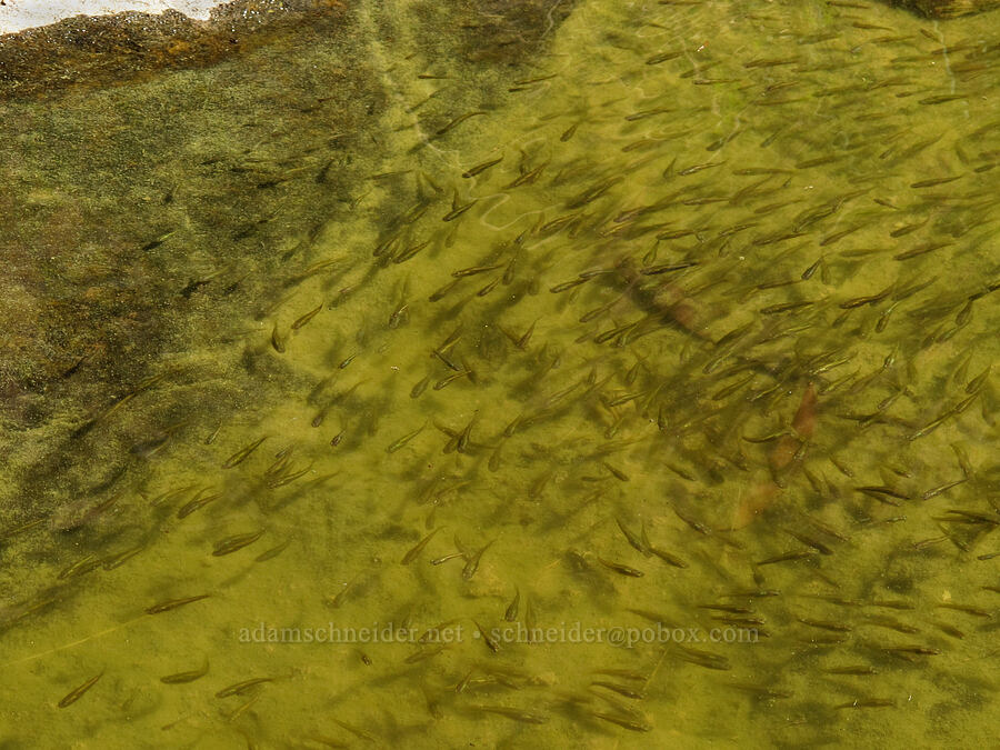 minnows [La Barge Box Canyon, Superstition Wilderness, Maricopa County, Arizona]