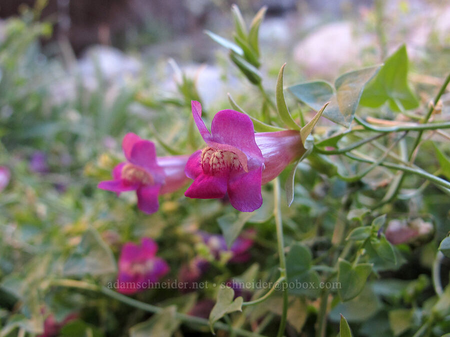 roving sailor (climbing snapdragon) (Maurandella antirrhiniflora (Maurandya antirrhiniflora)) [La Barge Canyon, Superstition Wilderness, Maricopa County, Arizona]