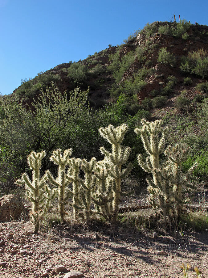 teddy-bear chollas (Cylindropuntia bigelovii) [Boulder Canyon Trail, Superstition Wilderness, Maricopa County, Arizona]