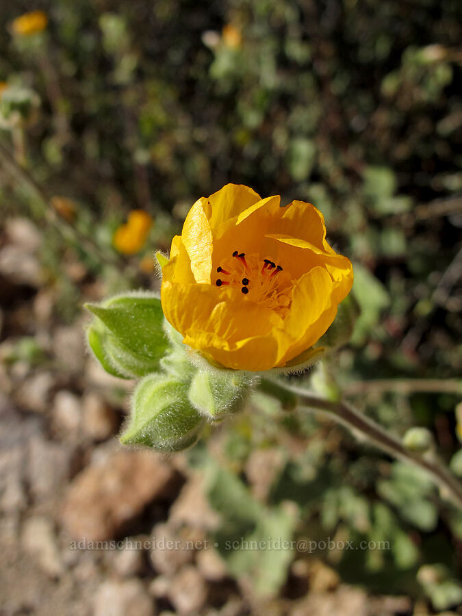 Palmer's Indian-mallow (Abutilon palmeri) [Boulder Canyon Trail, Superstition Wilderness, Maricopa County, Arizona]