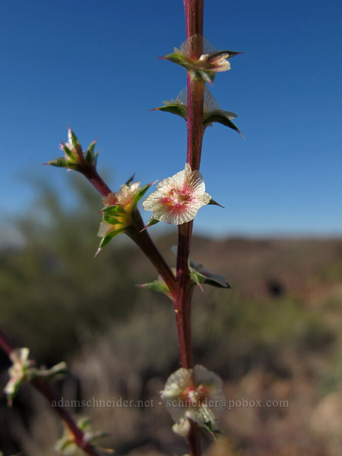 prickly Russian thistle (Salsola tragus) [Boulder Canyon Trail, Superstition Wilderness, Maricopa County, Arizona]