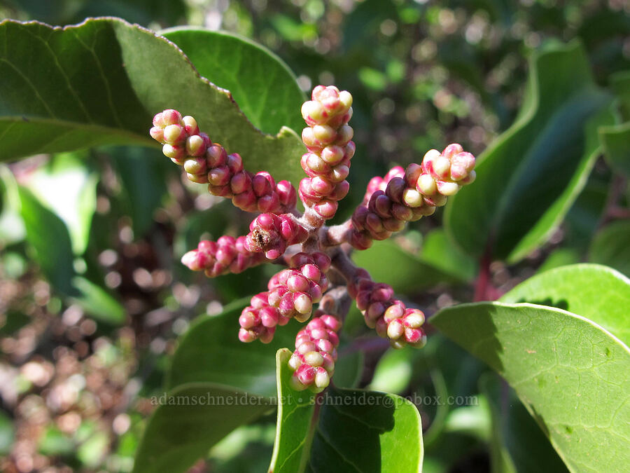sugarbush (sugar sumac) (Rhus ovata) [Cathedral Rock Trail, Coconino National Forest, Yavapai County, Arizona]