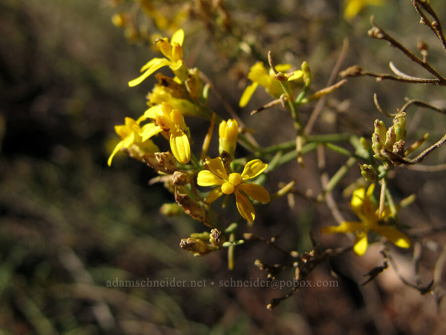 broom snakeweed (Gutierrezia sarothrae) [Cathedral Rock Trail, Coconino National Forest, Yavapai County, Arizona]