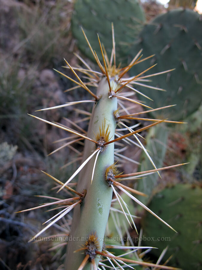 prickly pear cactus (Opuntia sp.) [Cathedral Rock Trail, Coconino National Forest, Yavapai County, Arizona]