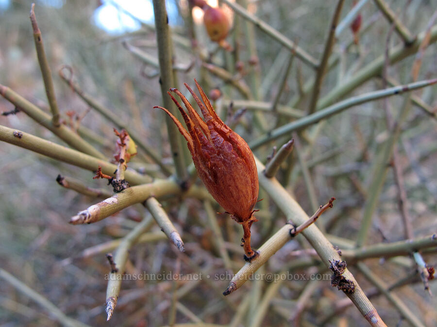 crucifixion thorn (Canotia holacantha) [Cathedral Rock Trail, Coconino National Forest, Yavapai County, Arizona]