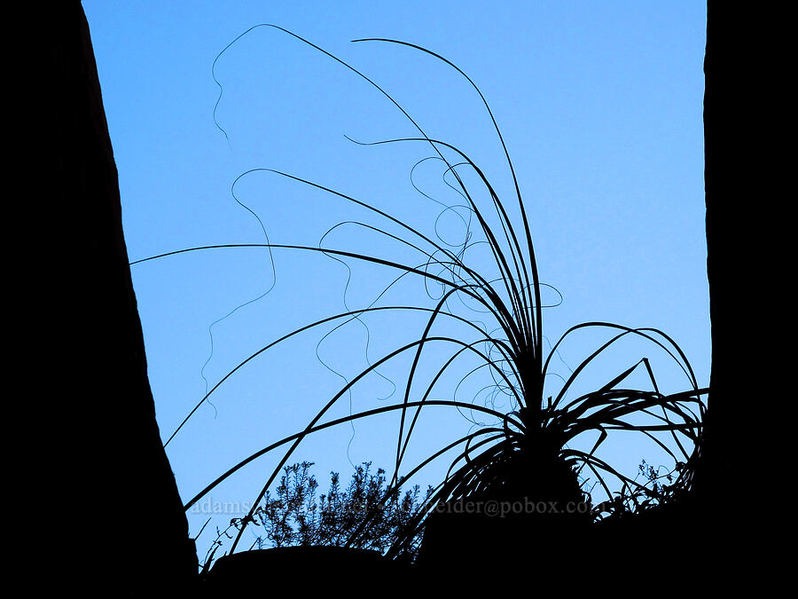 silhouetted sacahuista [Cathedral Rock, Coconino National Forest, Yavapai County, Arizona]