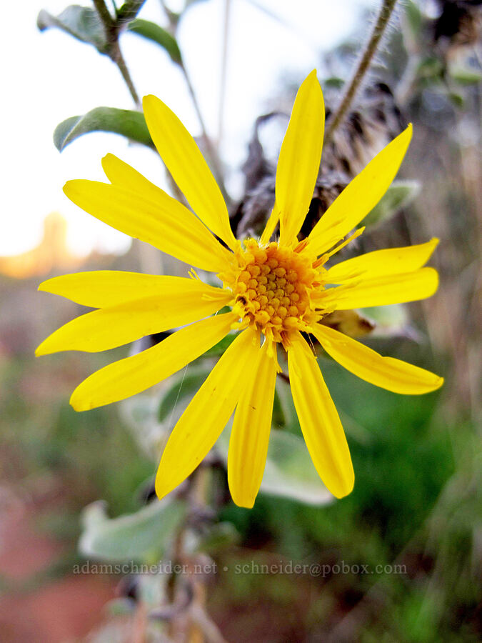 false golden-aster (Heterotheca fulciens (Heterotheca villosa)) [Baldwin Trail, Coconino National Forest, Yavapai County, Arizona]