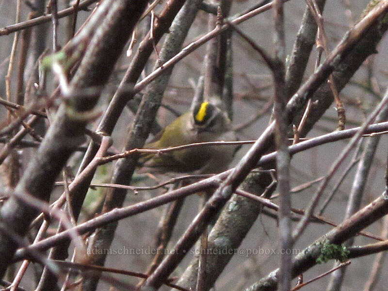 golden-crowned kinglet (Regulus satrapa) [Hamilton Mountain Trail, Beacon Rock State Park, Skamania County, Washington]