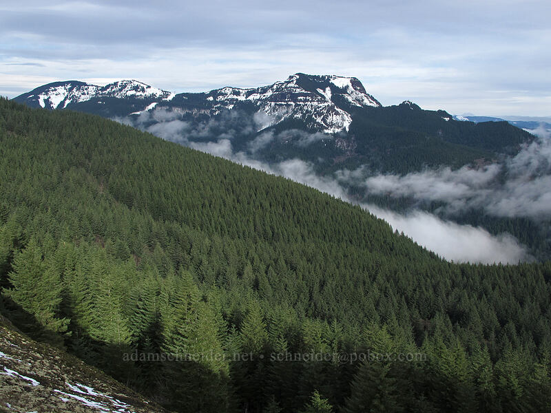 Table Mountain & sunlit forest [Hamilton Mountain Trail, Beacon Rock State Park, Skamania County, Washington]