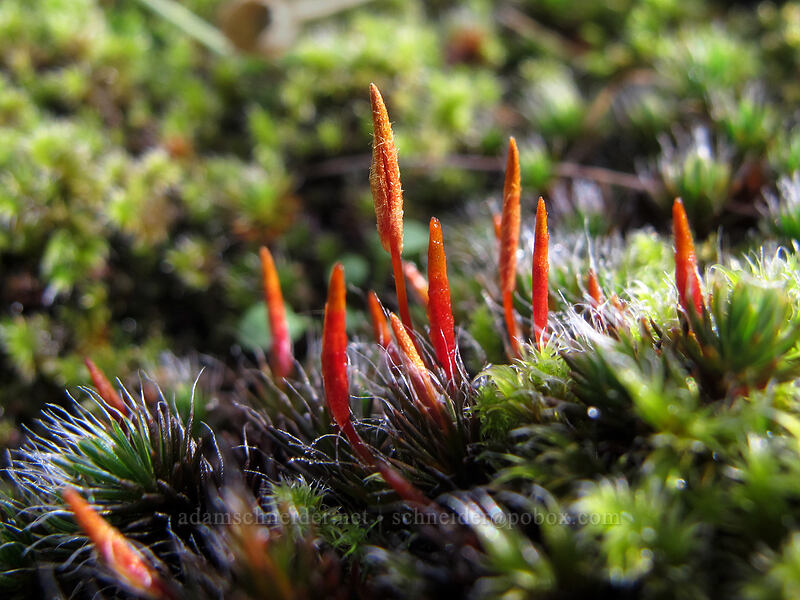 moss 