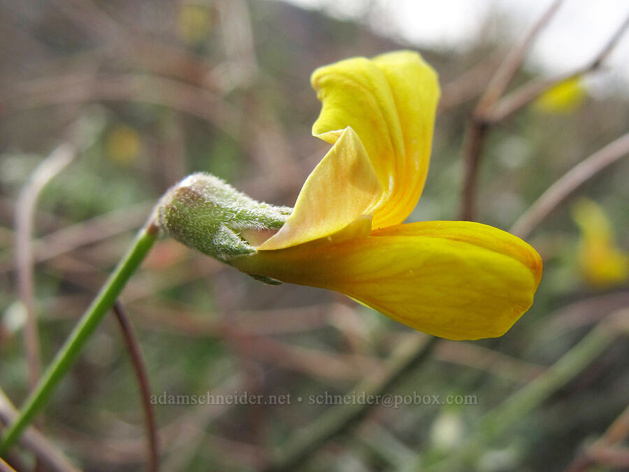 desert rock pea (Acmispon rigidus (Lotus rigidus)) [Forest Road 143, Tonto National Forest, Maricopa County, Arizona]