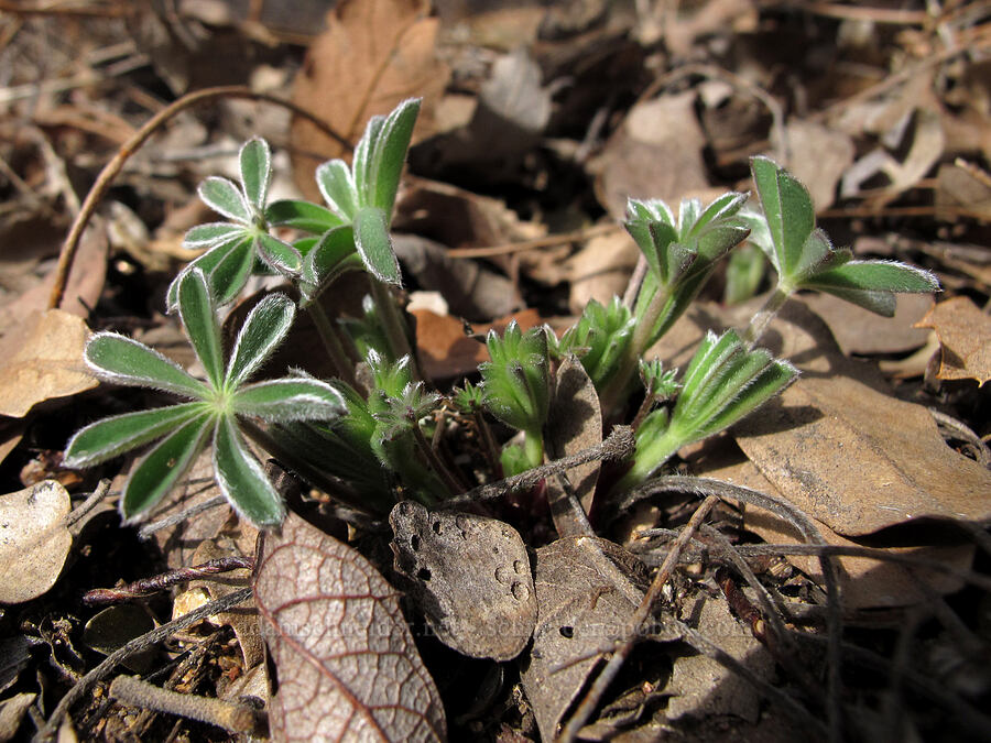 lupine shoots (Lupinus sp.) [Four Peaks Trail, Tonto National Forest, Gila County, Arizona]
