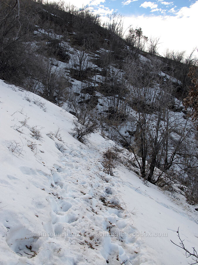 snow on the trail [Brown's Trail, Tonto National Forest, Gila County, Arizona]
