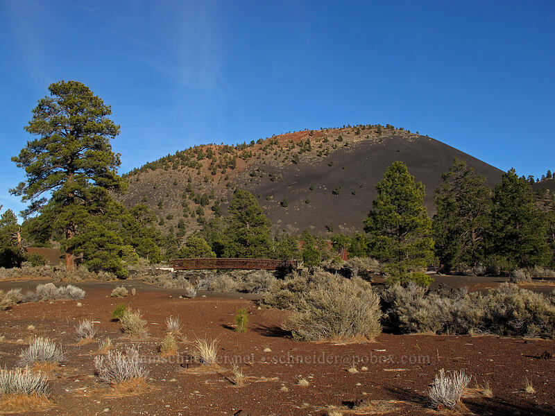 pine trees & Sunset Crater [Lava Flow Trail, Sunset Crater Volcano National Monument, Coconino County, Arizona]