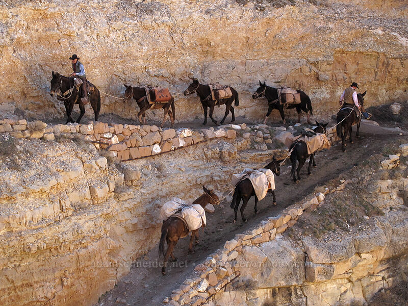 mule train [South Kaibab Trail, Grand Canyon National Park, Coconino County, Arizona]