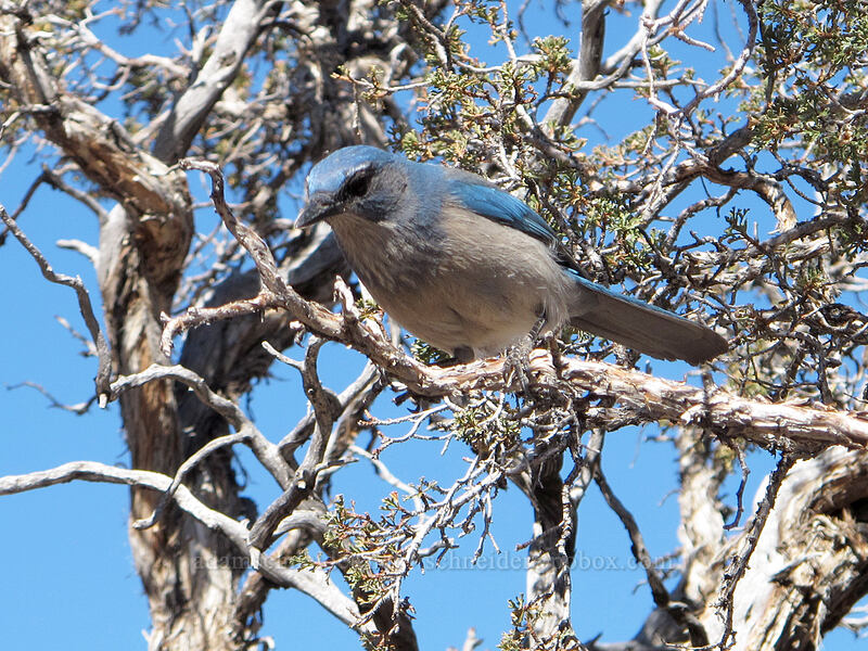 Nevada scrub jay (Aphelocoma woodhouseii nevadae (Aphelocoma californica ssp. nevadae)) [Pipe Creek Vista, Grand Canyon National Park, Coconino County, Arizona]
