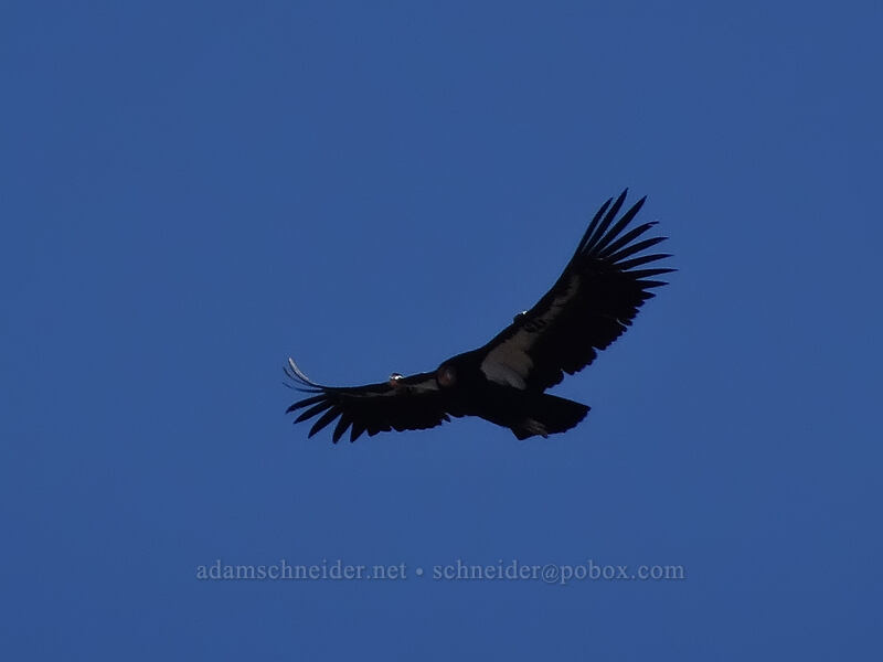 California condor (Gymnogyps californianus) [Mohave Point, Grand Canyon National Park, Coconino County, Arizona]